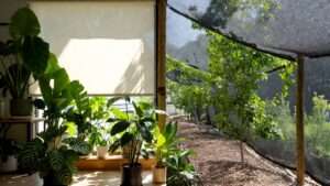 avoiding leaf burn from direct sunlight