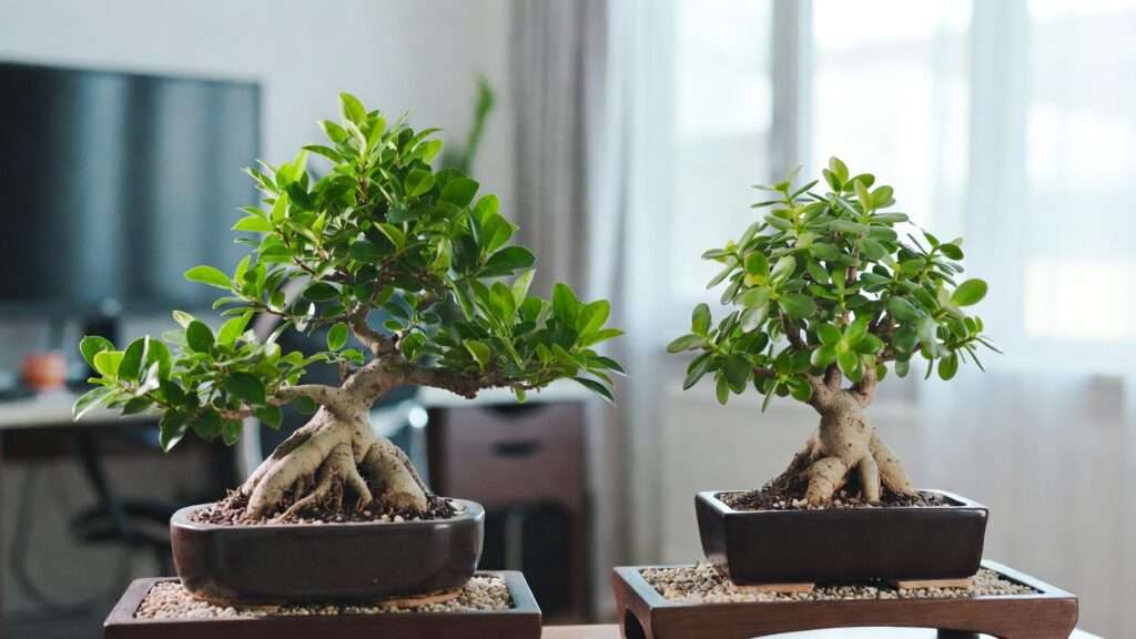 best indoor bonsai species