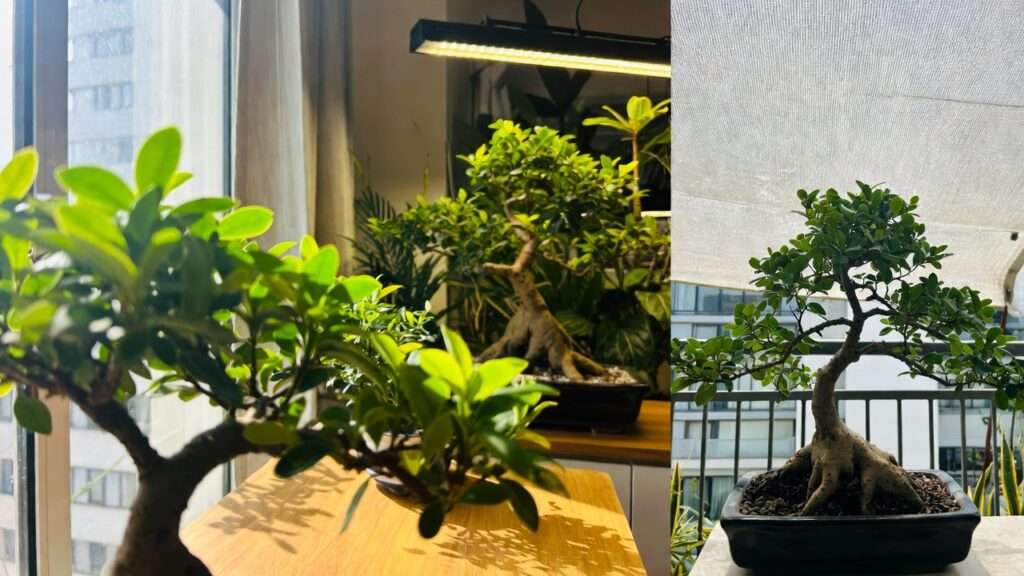 best lighting conditions for bonsai