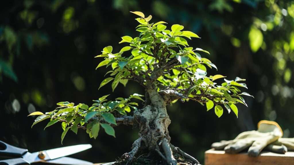 best practices for defoliation techniques