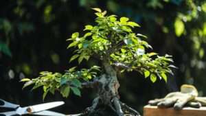 best practices for defoliation techniques