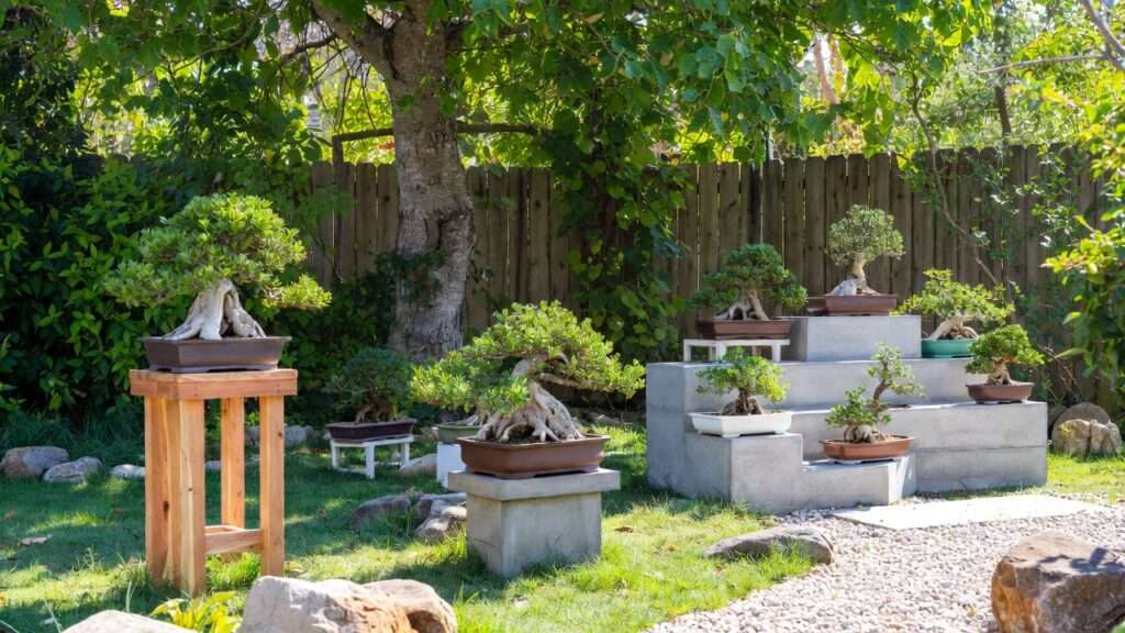bonsai display stands for outdoor gardens