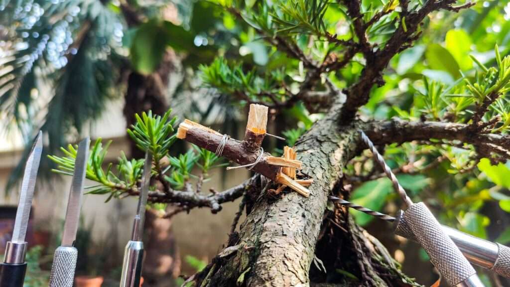 bonsai grafting to improve branch placement