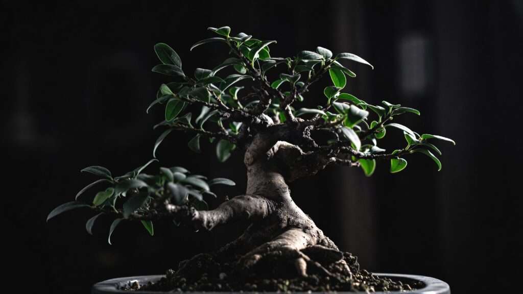 bonsai photography tips for competitions