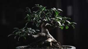 bonsai photography tips for competitions