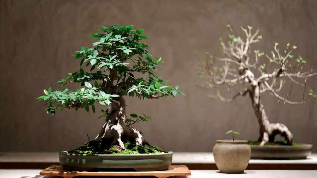 bonsai show display etiquette