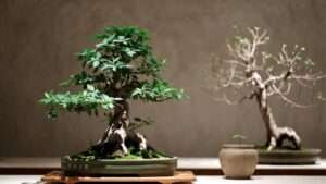 bonsai show display etiquette