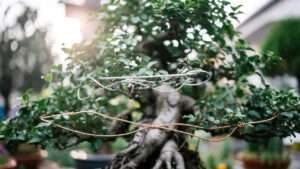 bonsai wire types and uses