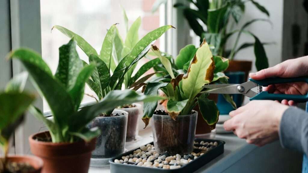 brown tips on houseplant leaves explained
