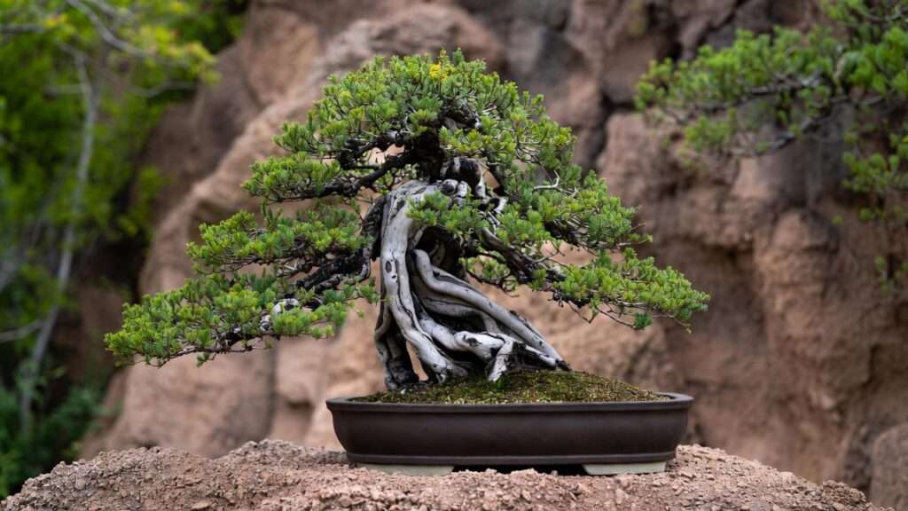 cascading bonsai design tips