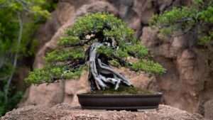 cascading bonsai design tips