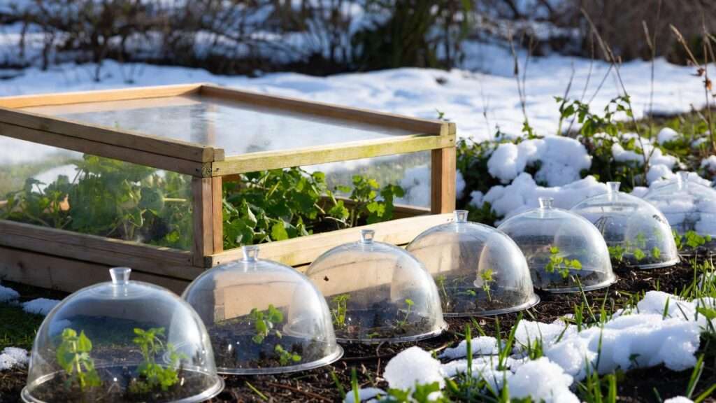 cold frames vs. cloches for frost protection