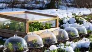 cold frames vs. cloches for frost protection