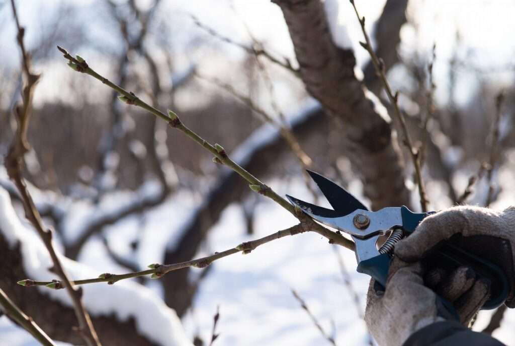 collecting scion wood in winter