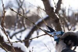 collecting scion wood in winter