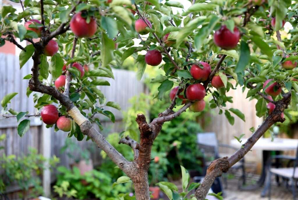 combining pollarding and grafting techniques