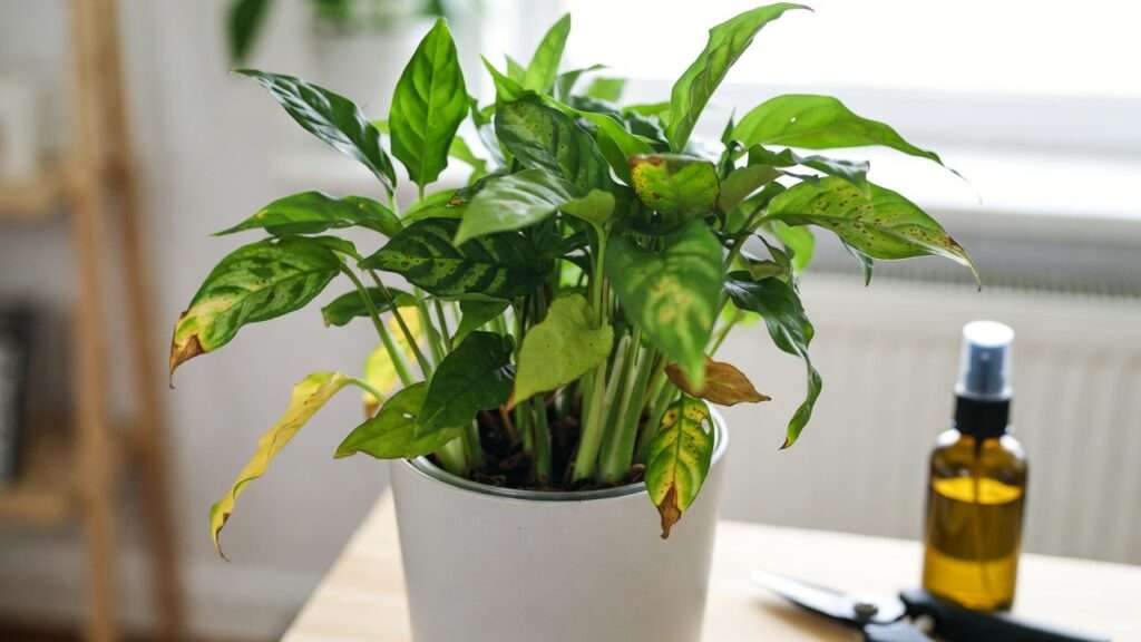 common indoor plant leaf spots