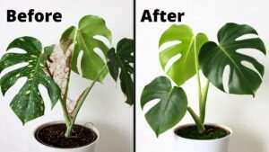 common signs of pest infestations indoors