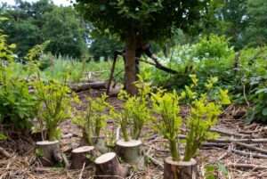 coppicing benefits for sustainable wood