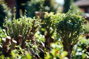 coppicing shrubs for dense growth