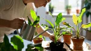 correct watering techniques for houseplants