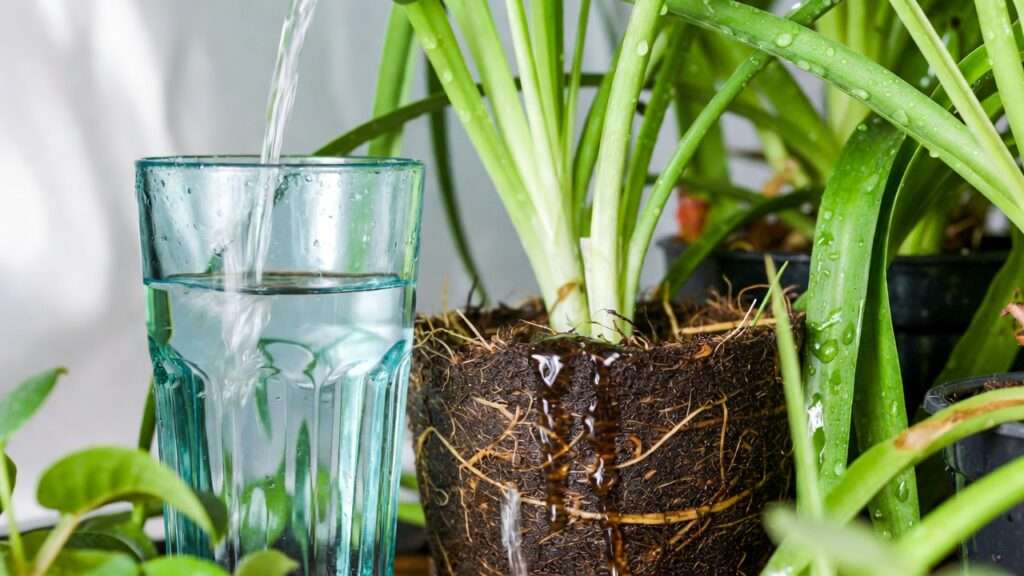 correctly rehydrating a dry root ball