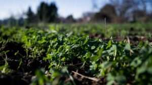 cover crops for off-season soil improvement