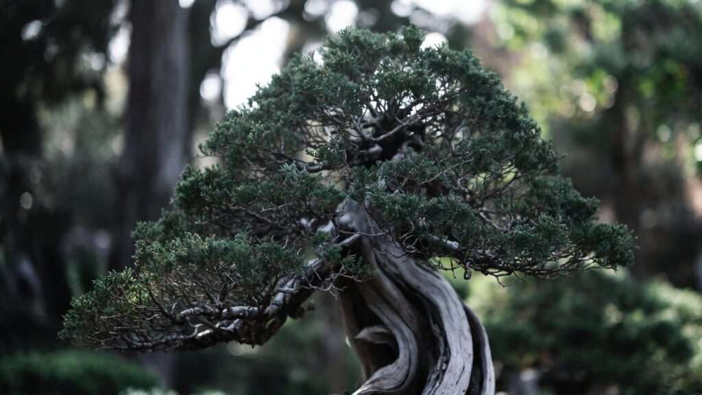 creating bonsai deadwood (jin and shari)