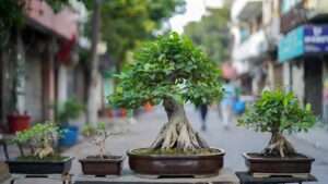 creating shohin and mame bonsai