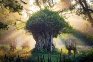 cultural history of pollarding and coppicing