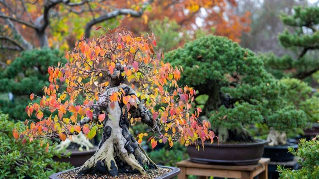 deciduous vs. evergreen bonsai outdoors