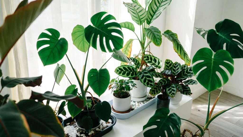 do indoor plants need humidity trays