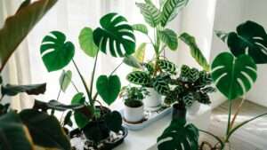 do indoor plants need humidity trays