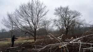 dormant season tree pruning benefits