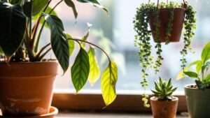 drooping leaves causes and fixes