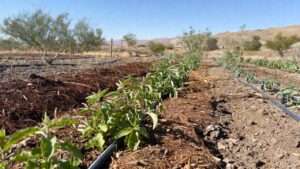 drought preparedness for home gardens