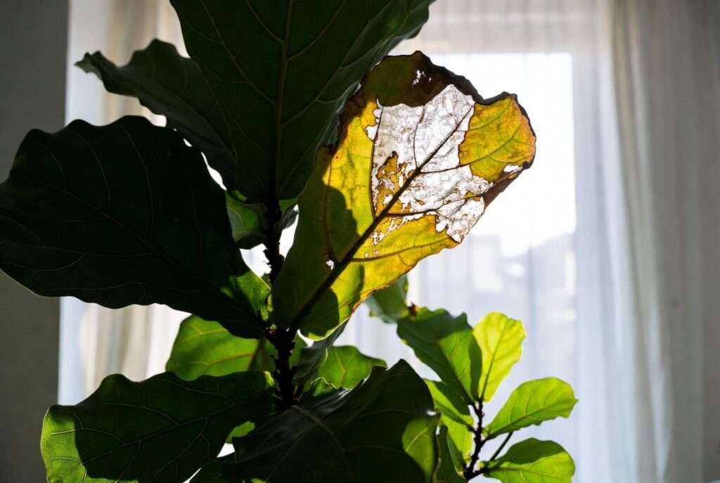 emergency care for sunburned houseplants