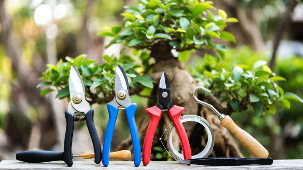 essential bonsai tools for beginners