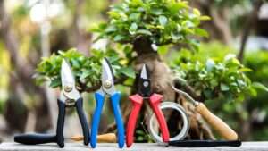 essential bonsai tools for beginners