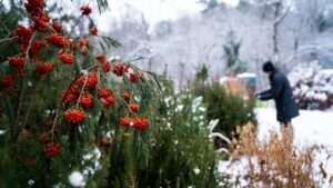 evergreen shrubs for winter interest
