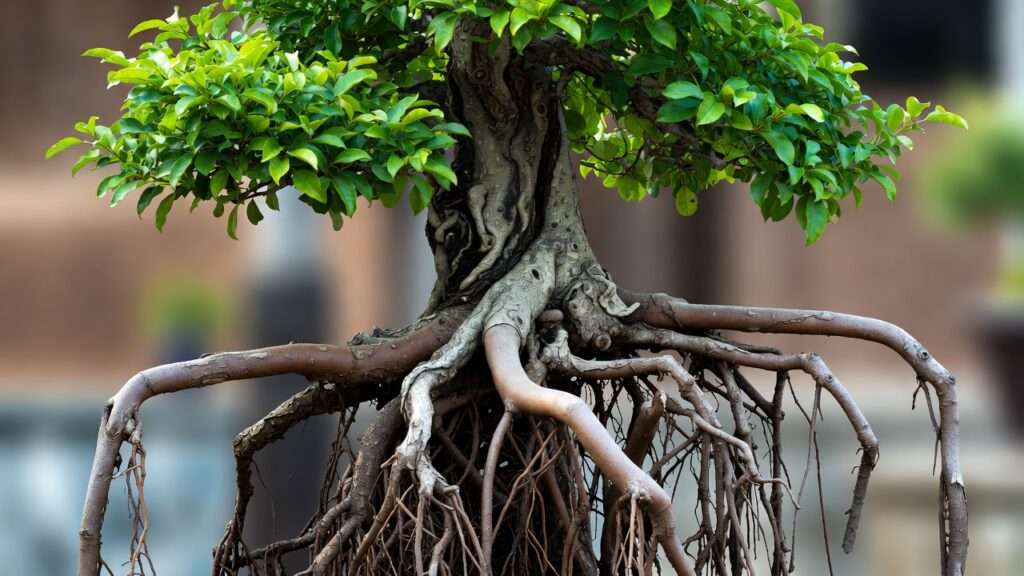 exposed root bonsai styling tips