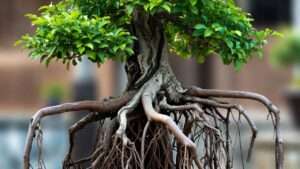 exposed root bonsai styling tips