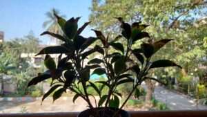 fluoride and chlorine issues in tap water