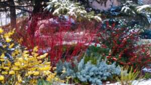 focusing on winter color in ornamental gardens