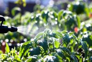 foliar feeding benefits and techniques