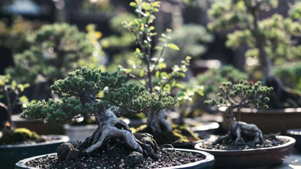 forest bonsai planting techniques