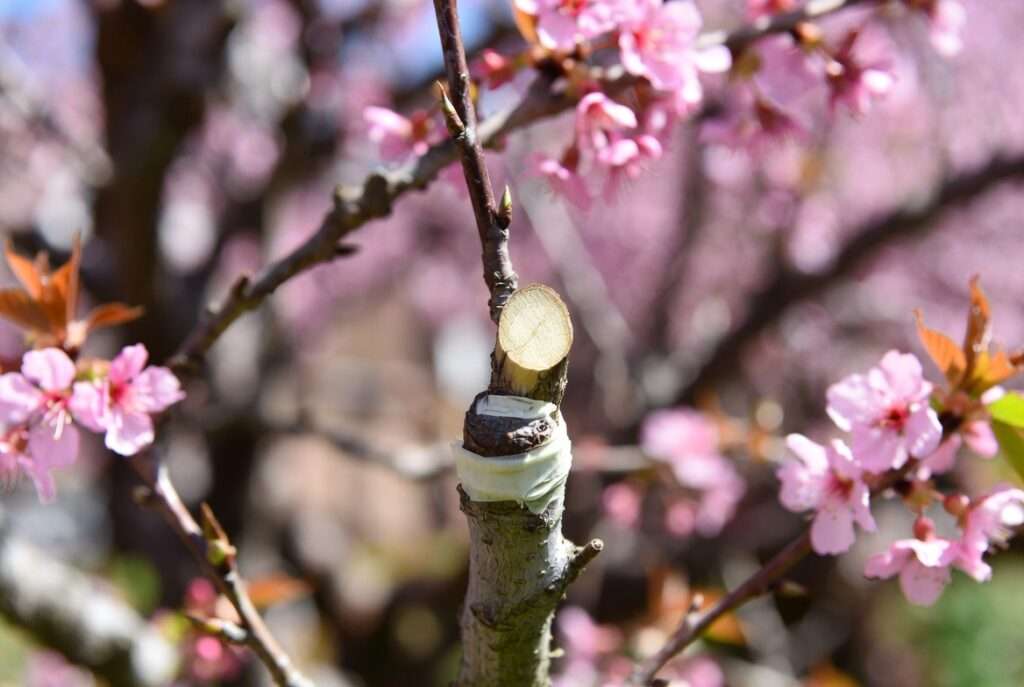 grafting ornamental flowering trees