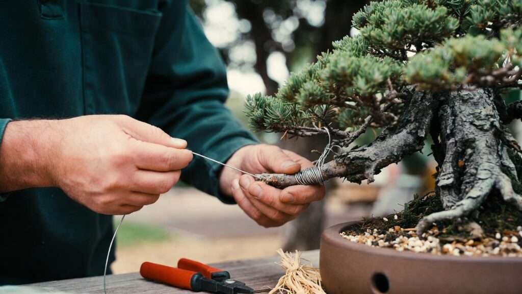 guy wiring for heavy bonsai branches