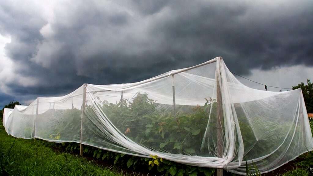 hail damage prevention for gardens