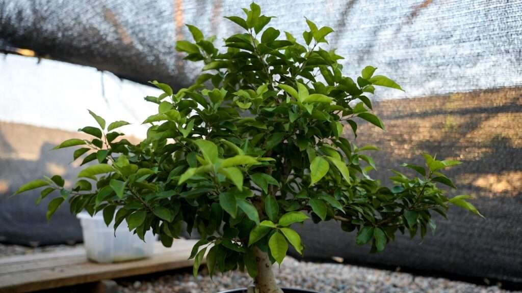 hardening off bonsai from indoors to outdoors